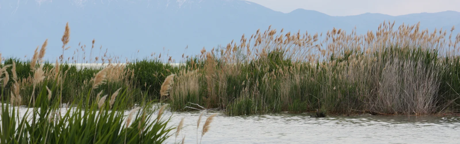 Utah Lake shoreline looking east toward the Wasatch Range
