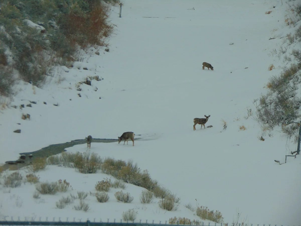 Scofield State Park and Price River in winter, Carbon County
