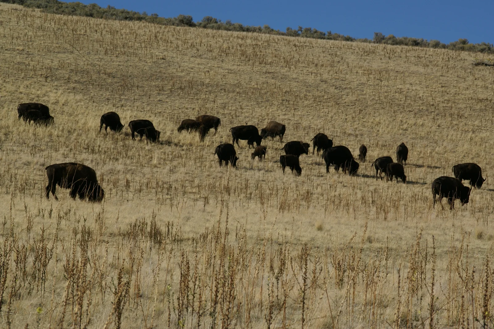 Bison herd at Antelope Island State Park along the Great Salt Lake