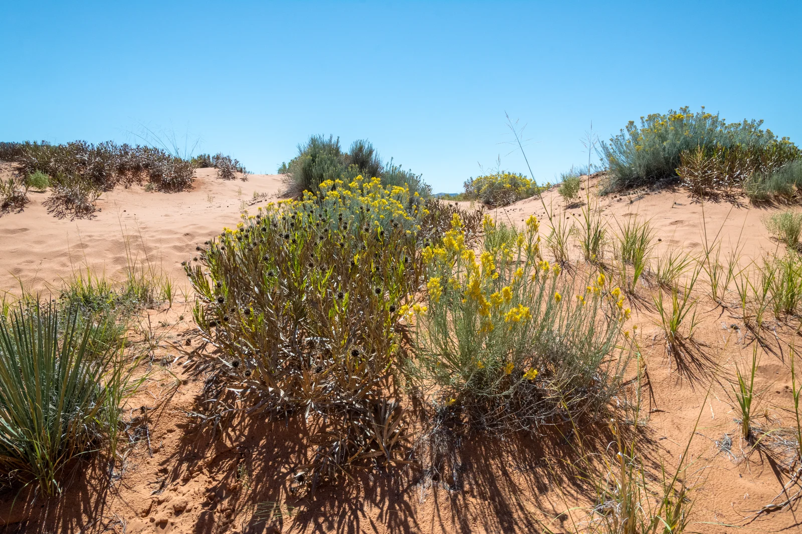 Coral Pink Sand Dunes State Park in Kane County
