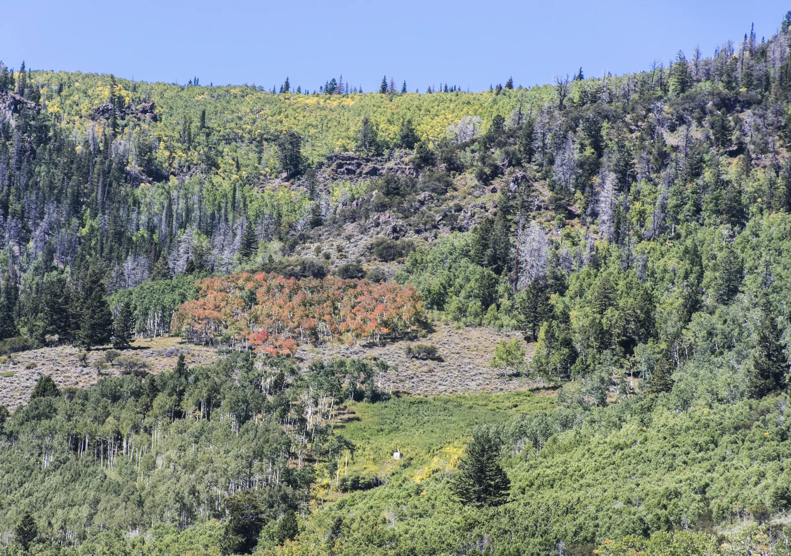 Fish Lake Basin aspen forest in Fishlake National Forest, Sevier County